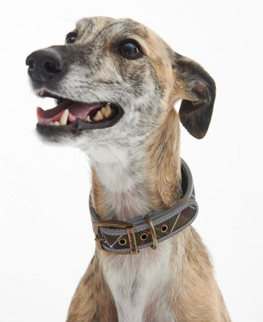 Accessories Barbour Collars & Harnesses | Barbour Comfort Lurcher Dog Collar